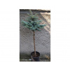 Smrek Pichľavý - Glauca Globosa - kmienok Výška: 50 - 60cm, 3L