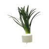 Terárijná rastlina DENNERLE PLANTS Ophiopogon japonicus 'Kyoto Dwarf'