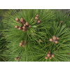 Borovica čierna Pyramidata/Pyramidalis (kontajner C5)