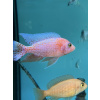 Sciaenochromis sp. Fire ahli - 4-5cm