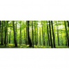 Panoramatická fototapeta - PA0261 - Zelené stromy 250cm x 104cm - Vliesová fototapeta