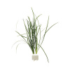 Terárijná rastlina DENNERLE PLANTS Ophiopogon japonicus