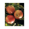 Jabloň bio jesenná FloraSelf Bio Malus domestica 'Cox Orange' výška kmeňa cca 60 cm celková výška 130-150 cm kvetináč 7,5 l
