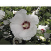Ibištek sýrsky polokmeň FloraSelf Hibiscus syriacus 'Red Heart' kmeň cca 40 cm celková výška 60-80 cm kvetináč 6 l