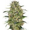 Sensi Seeds Black Domina regular semena neobsahují THC 10 ks