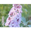 Komule Davidova Lilac Cascade (kontajner p9)