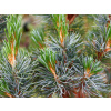 Borovica drobnokvetá Blue Dwarf (kontajner C5)
