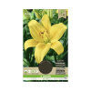 Ľalia Florex 'Asiatic' žltá 3 ks