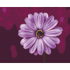 Vymalujsisam.sk Maľovanie podľa čísiel - Gerbera vo fialovej farbe Veľkosť: 40x50cm, Rám: Bez rámu, iba zrolované plátno