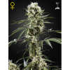 Green House Seed Super Lemon Haze Balenie: 10
