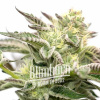 Blimburn Seeds Feminizované semená kanabisu Gorilla Sherbet 6 pcs