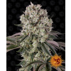 Glookies - Barney´s Farm Balenie: 5ks