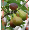 Figovník obyčajný (Ficus carica, L.) 