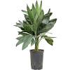 Chamaedorea metallica 15/19 v.60 cm