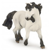 Kůň Camargue