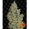 Tangerine Dream - Barney´s Farm Balenie: 5ks