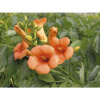 Trúbkovec krížený na špalieri FloraSelf Campsis tagliabuana 'Indian Summer' výška cca 80 cm kvetináč 6 l
