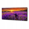 Fotografický obrázok veľký na plátne pole Lavender 125x50 cm (Fotografický obrázok veľký na plátne pole Lavender 125x50 cm)