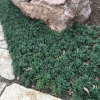Ophiopogon Japonicus -braník- Akcia