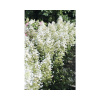 Hortenzia latnatá FloraSelf Hydrangea paniculata 'Magical Himalaya' výška 100-125 cm kvetináč 18 l