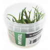 INVITAL Littorela uniflora in vitro Ø 7 cm