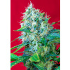 Sweet Seeds Green Poison Balenie: 10+4