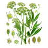 Ligurček lekársky List 40g (Levisticum officinale)