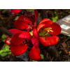 Ostatné červené sazenice v nádobě 2–3 roky