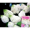 Mont Blanc Hydrangea s tuhými výhonkami (Mont Blanc Hydrangea s tuhými výhonkami)