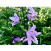 Zvonček fialový sadenica v kontajneri 1-2l