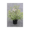 Vajgely FloraSelf Weigela florida „Nana Variegata“ 40-60 cm kvetináč 5 l