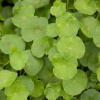 Hydrocotyle vulgaris - Pennywort -Pupkovník obyčajný B