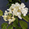 Kalina - Viburnum plicatum ´Mariesii Great Star´ - 50/60cm