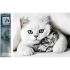 NORIMPEX Diamantové maľovanie Mačacie tajomstvo 30x40cm