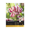 Tulipány 'Flaming Club' 11/12 8 ks