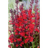 Lobelia cardinalis - Lobelka vodná B