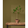 WALL PAINT Olive, Annie Sloan - 2,5 L