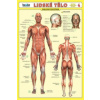 Lidské tělo
