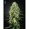Green House Seed Super Silver Haze CBD Balenie: 3