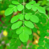 Moringa olejodárna - Moringa oleifera - semená - 4 ks