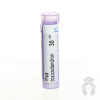 Rhus Toxicodendron gra.1 x 4 g 30CH