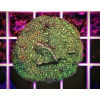 Pavona sp. GLITTER GREEN