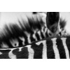 Fotografia Art of Zebra Stripes and Mane, Vicki Jauron, Babylon and Beyond Photography, 40 × 26.7 cm