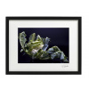 Atelier - Petr Vydra Umelecká fotografia - Karfiol (čierny rám), Velikost a varianta fotografií Černý rám 30 x 40 cm ( pasparta 21x 30 cm )