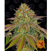 Wedding Cake - Barney´s Farm Balenie: 10ks