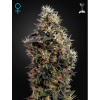 Green House Seed Sweet Mango Auto Balenie: 3