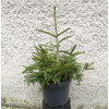 Smrek Kaukazský Golden Star Výška: 40 - 50cm, 3L