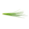 Sadenice Click and Grow Pažítka (SGCI)