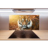 Panel do kuchyne Bengálsky tiger 100x50 cm