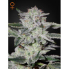 Green House Seed Sweet Valley Kush Balenie: 10